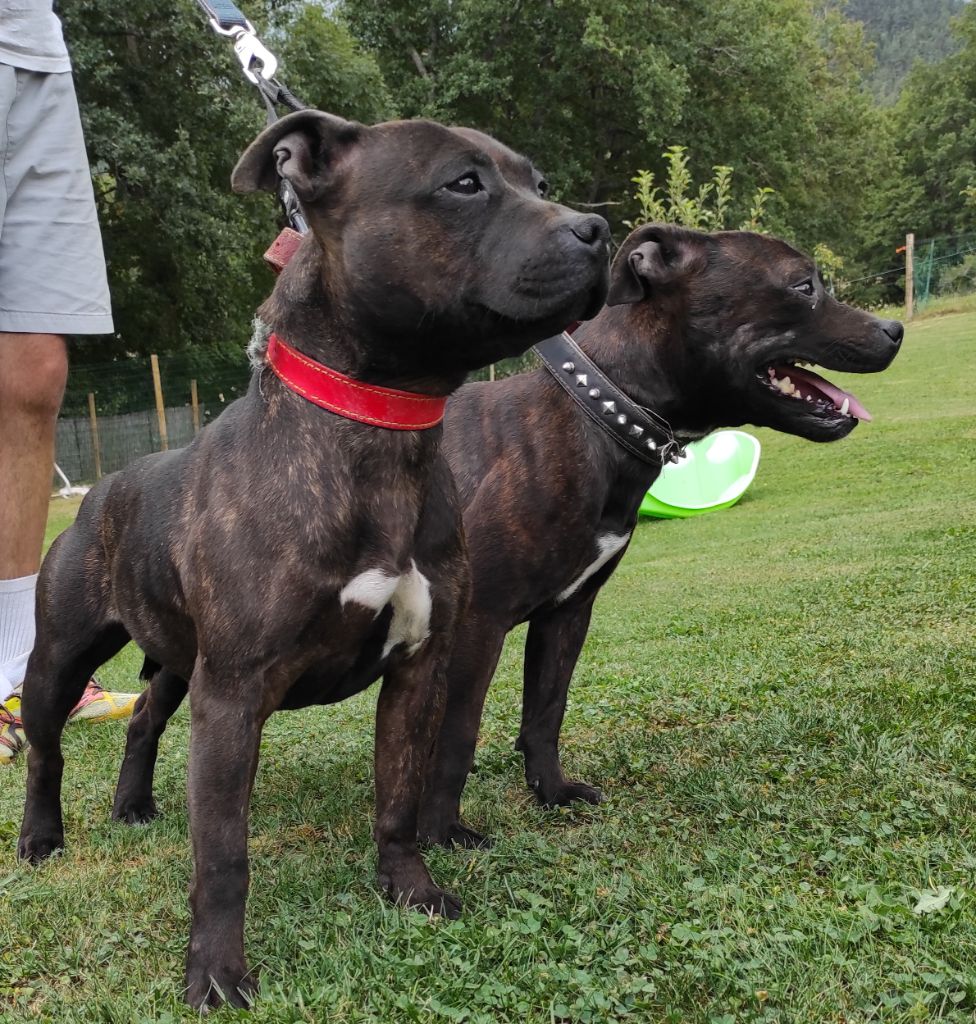 Elevage Des Bois De La Garnasse Eleveur De Chiens Staffordshire Bull