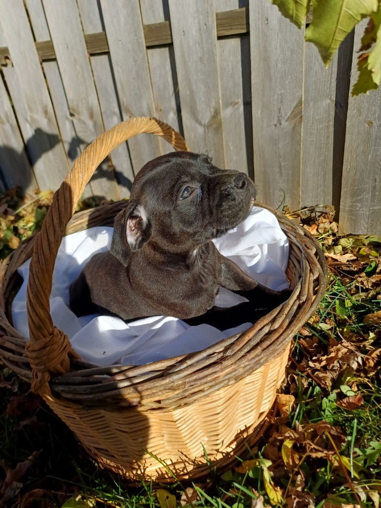 Des Bois De La Garnasse - Chiot disponible  - Staffordshire Bull Terrier