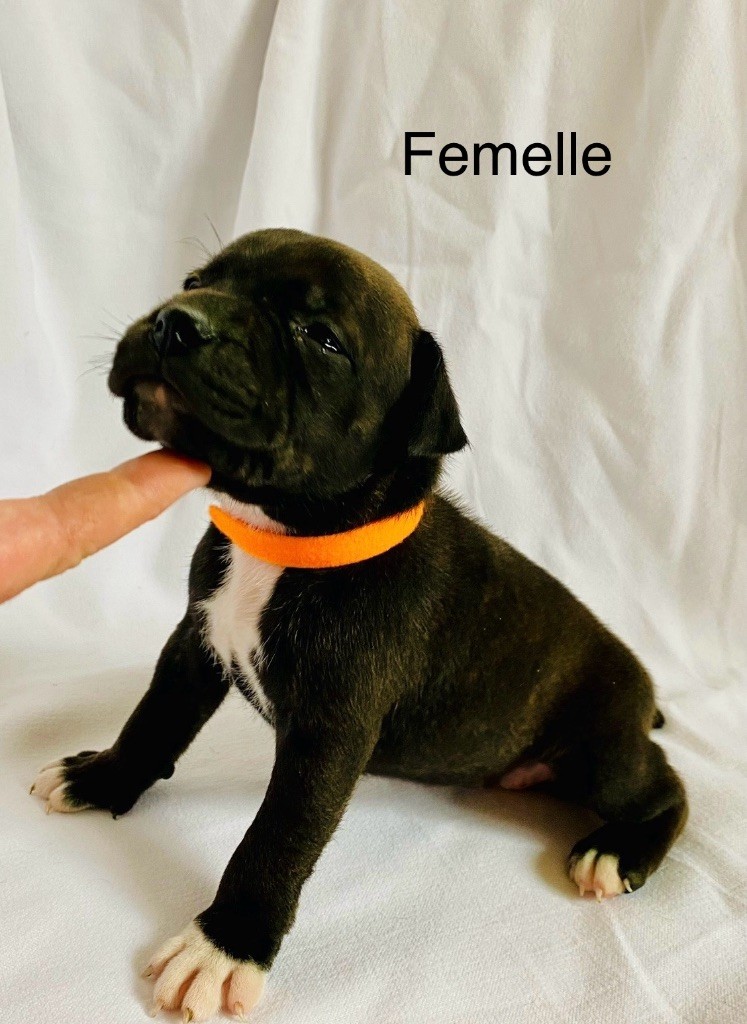 Des Bois De La Garnasse - Chiot disponible  - Staffordshire Bull Terrier