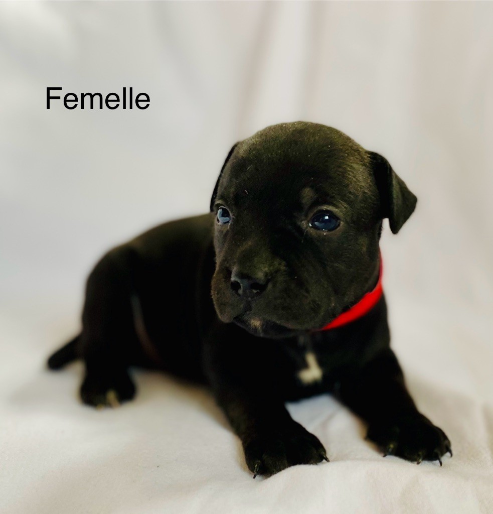 Des Bois De La Garnasse - Chiot disponible  - Staffordshire Bull Terrier