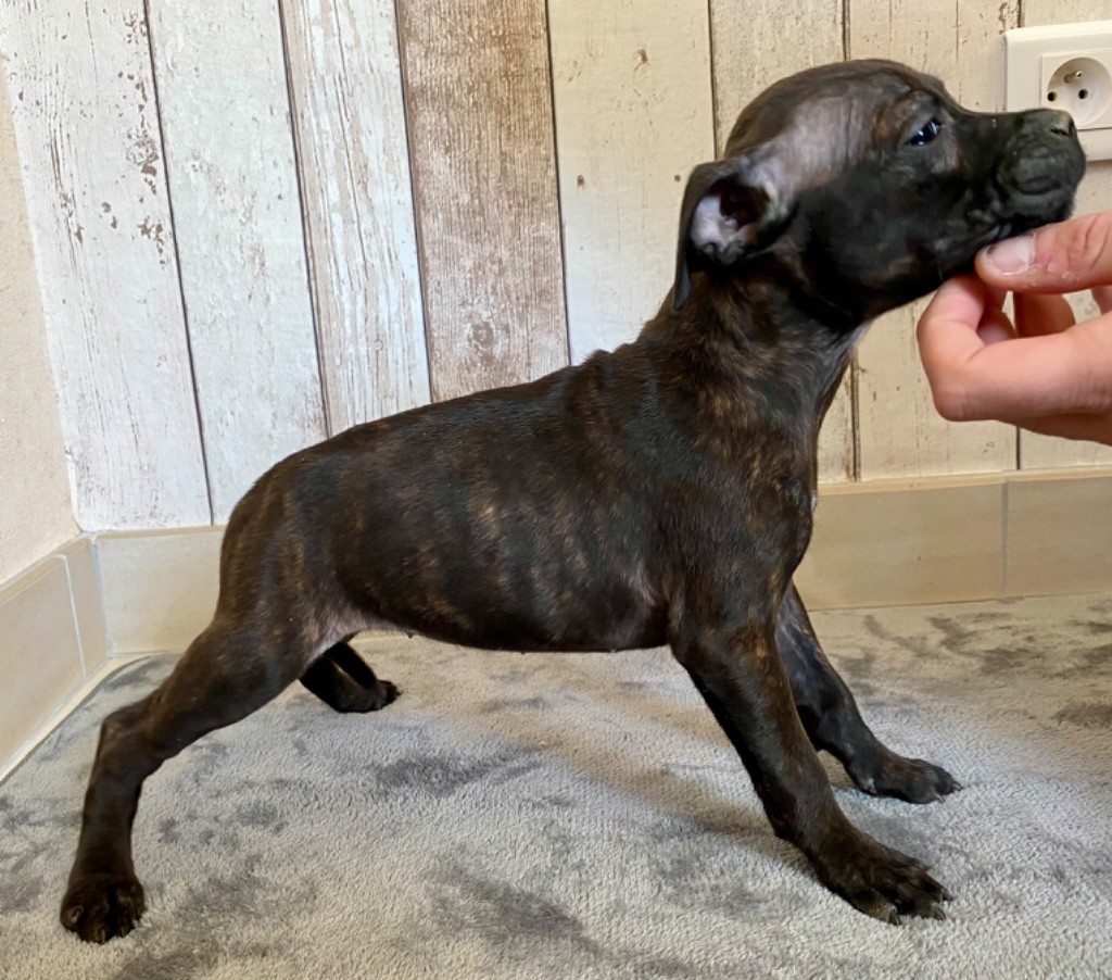 Des Bois De La Garnasse - Chiot disponible  - Staffordshire Bull Terrier