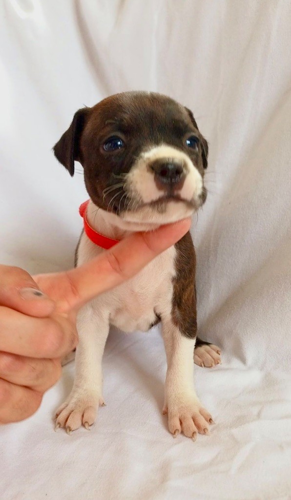 chiot Staffordshire Bull Terrier Des Bois De La Garnasse