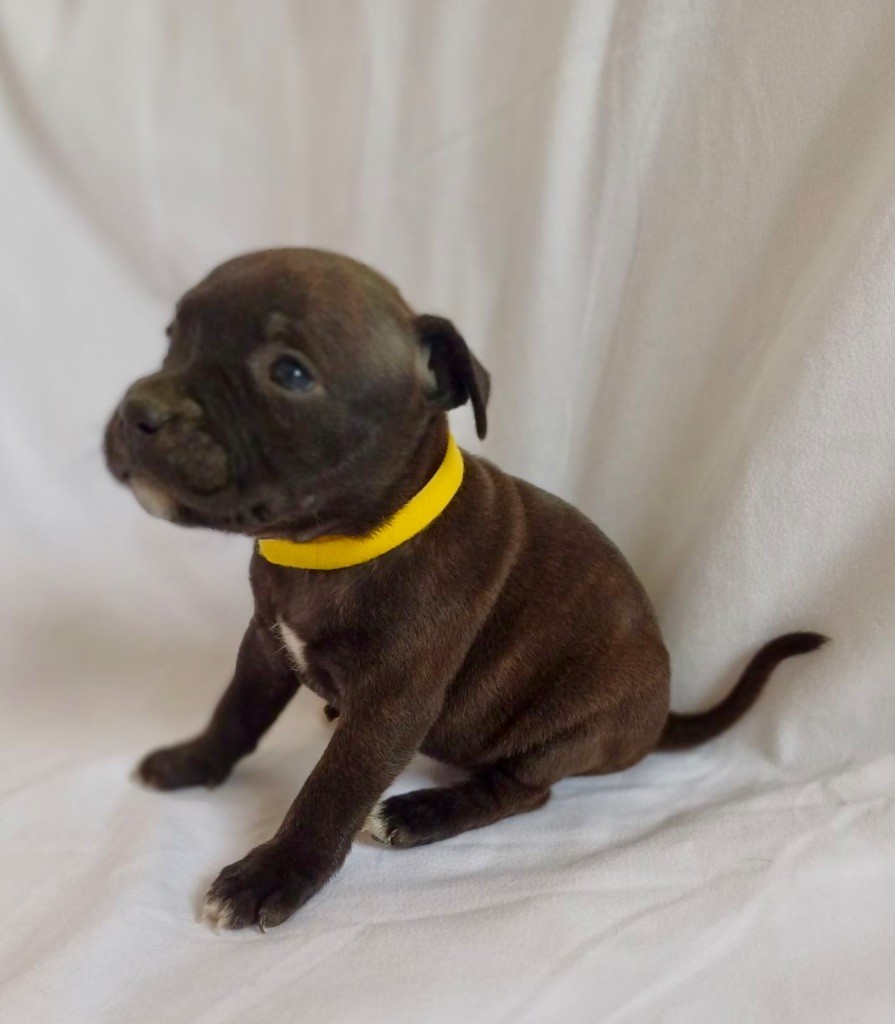 Des Bois De La Garnasse - Chiot disponible  - Staffordshire Bull Terrier