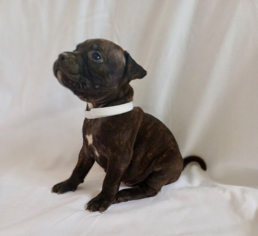 Des Bois De La Garnasse - Chiot disponible  - Staffordshire Bull Terrier