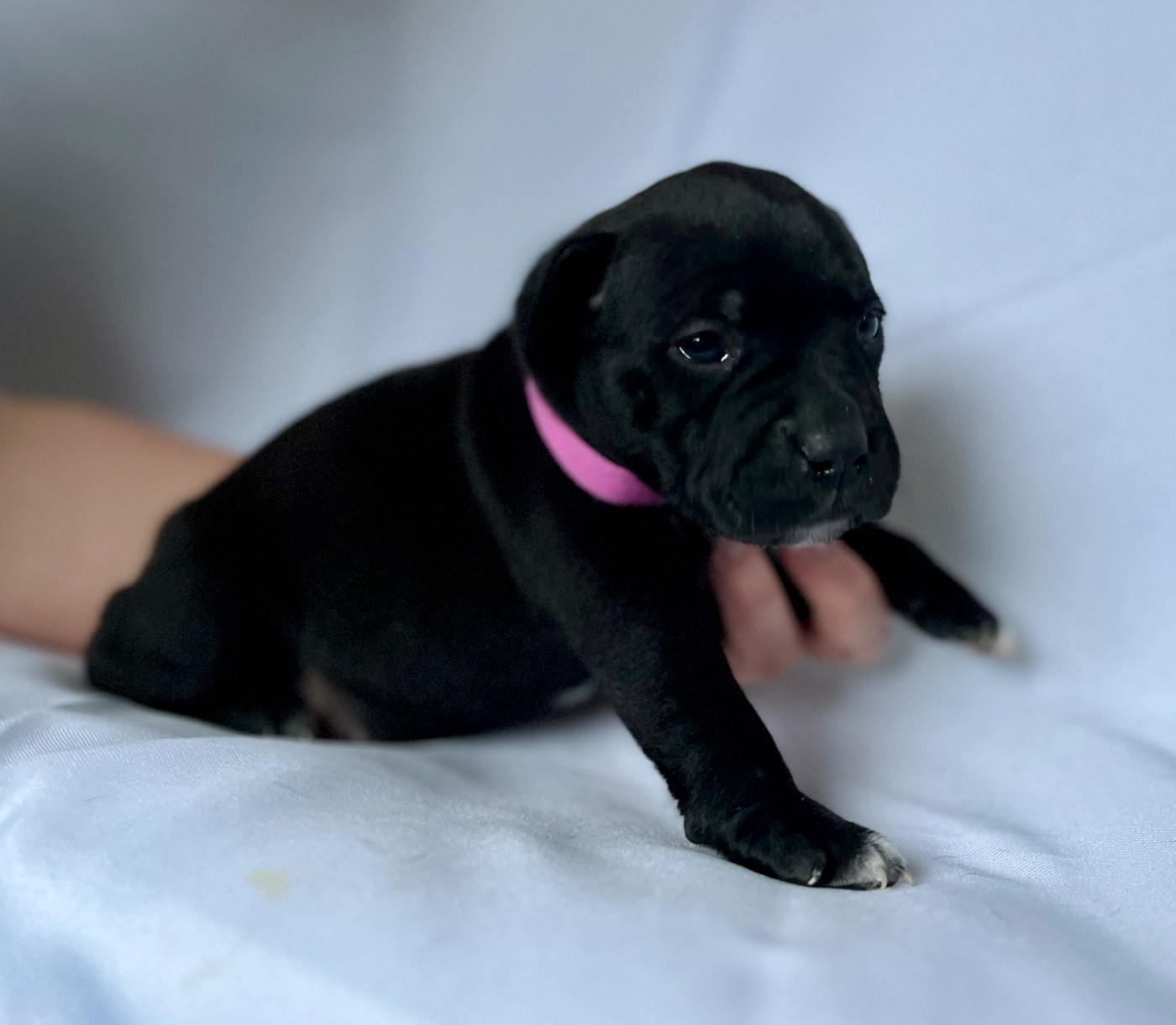 Des Bois De La Garnasse - Chiots disponibles - Staffordshire Bull Terrier