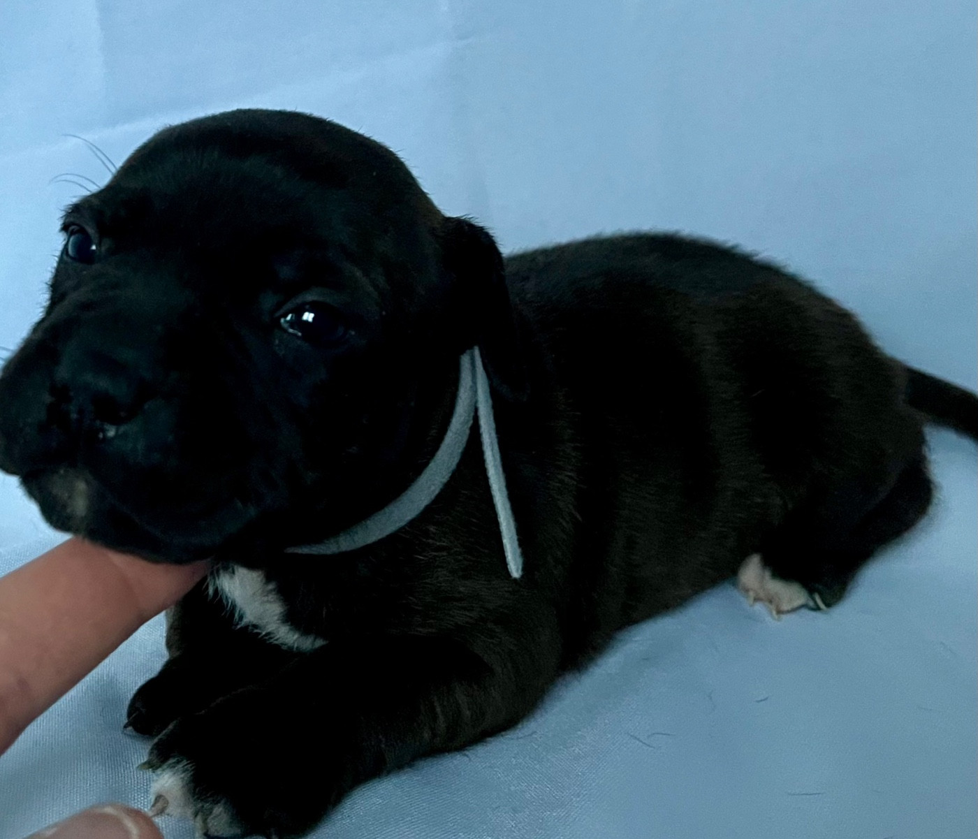 Des Bois De La Garnasse - Chiots disponibles - Staffordshire Bull Terrier
