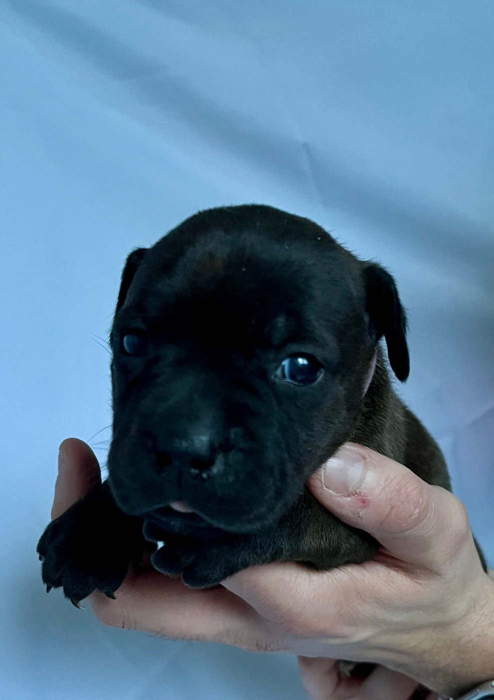 Des Bois De La Garnasse - Chiots disponibles - Staffordshire Bull Terrier
