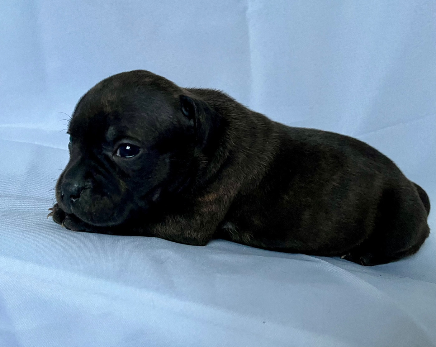 Des Bois De La Garnasse - Chiots disponibles - Staffordshire Bull Terrier