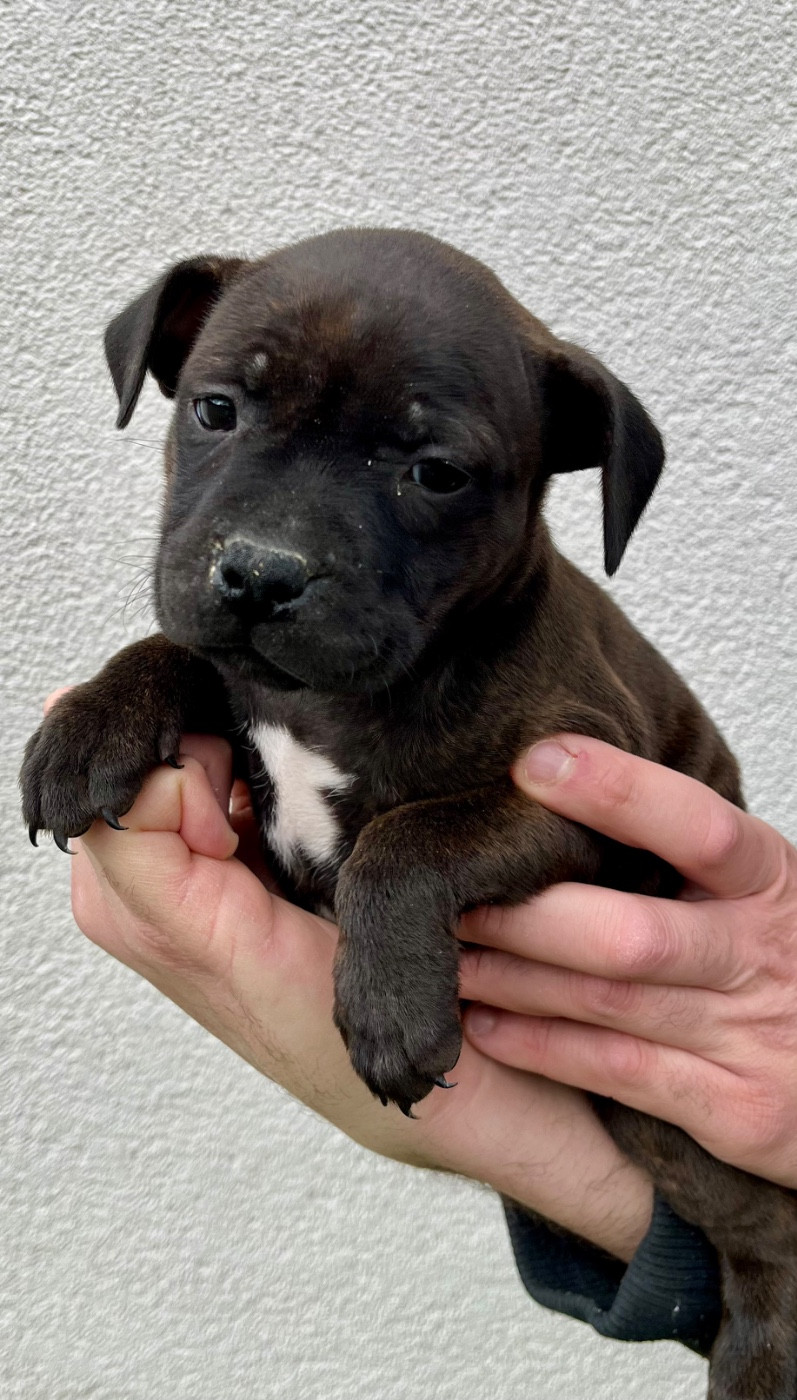 Chiot Staffordshire Bull Terrier Des Bois De La Garnasse