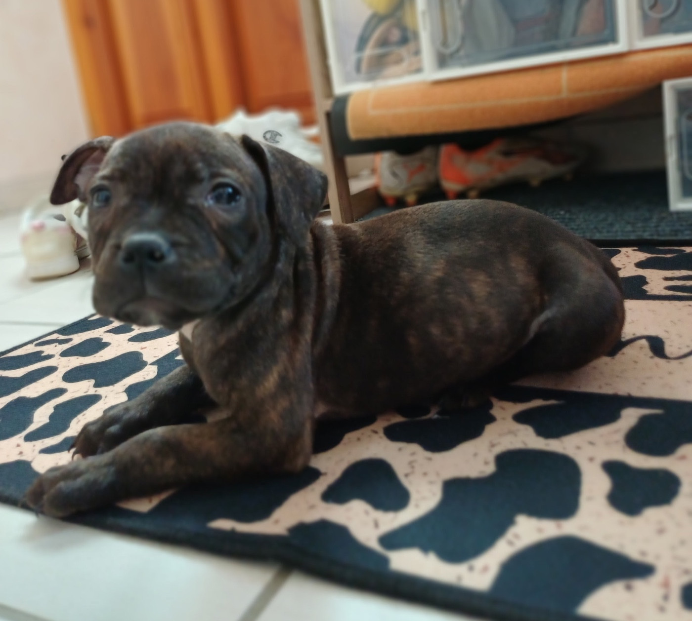 Des Bois De La Garnasse - Chiots disponibles - Staffordshire Bull Terrier